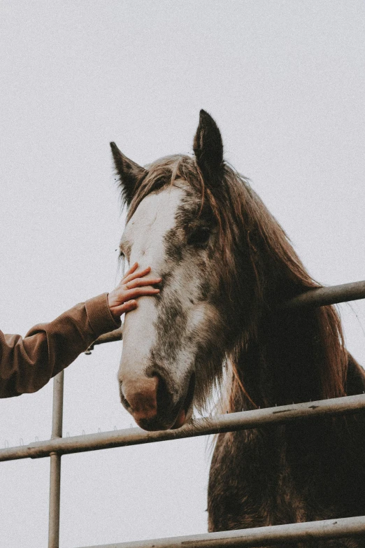 a woman petting a horse behind a fence, pexels contest winner, 🦑 design, unclipped fingernails, overcast mood, a handsome