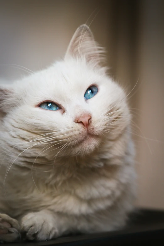 a white cat with blue eyes sitting on a table, looking upwards, close - up photograph, hint of freckles, white male