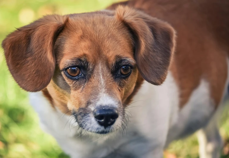 a brown and white dog standing on top of a lush green field, a portrait, inspired by Elke Vogelsang, pexels contest winner, photorealism, sad looking eyes, portrait of a small, ( ultra realistic, closeup of an adorable