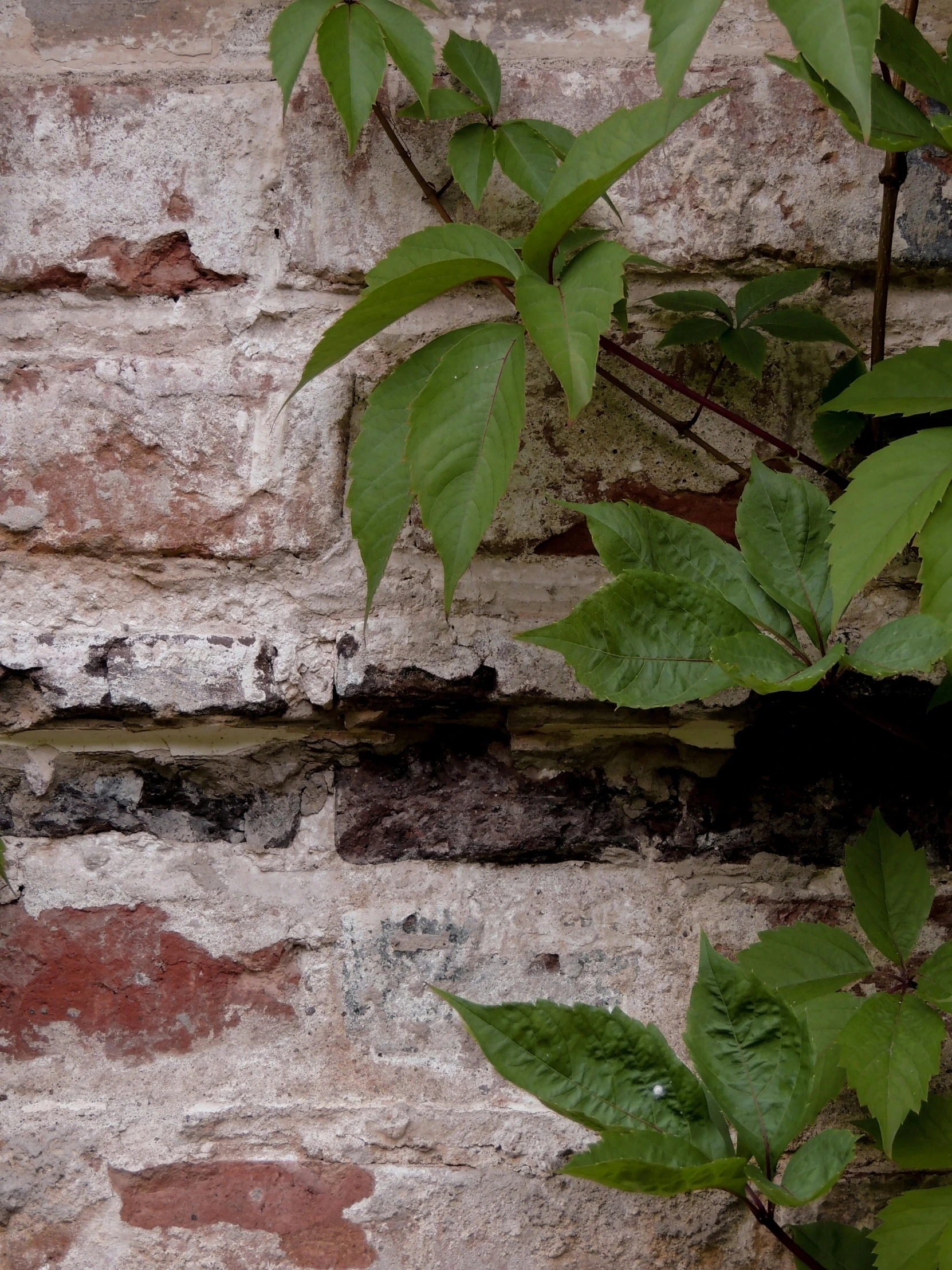 a yellow fire hydrant sitting next to a brick wall, an album cover, inspired by Hubert Robert, unsplash, overgrown with lush vines, texture detail, ignant, large leaves