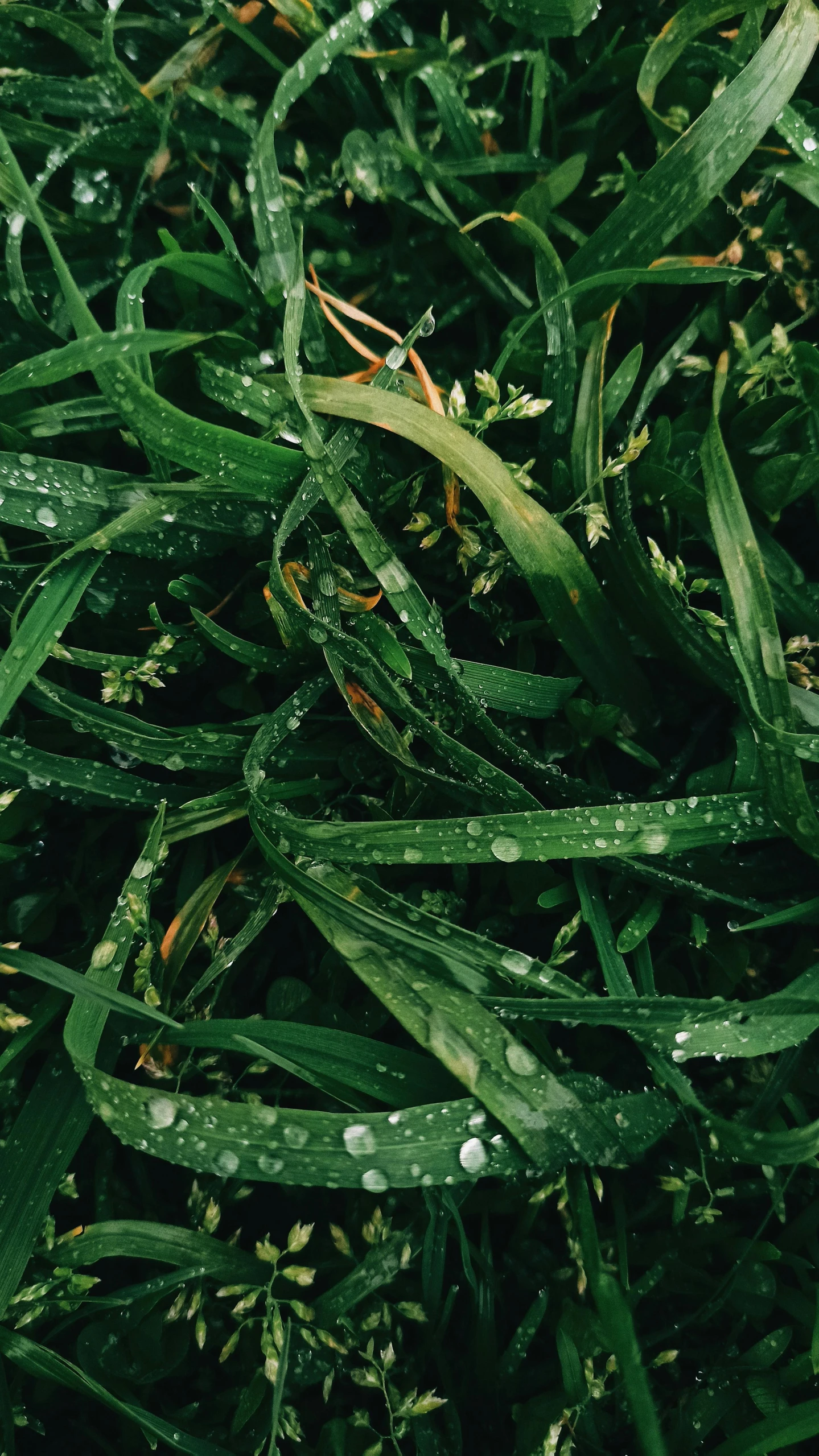 a close up of some grass with water droplets, an album cover, by Attila Meszlenyi, unsplash, trending on vsco, sustainable materials, ilustration, ready to eat