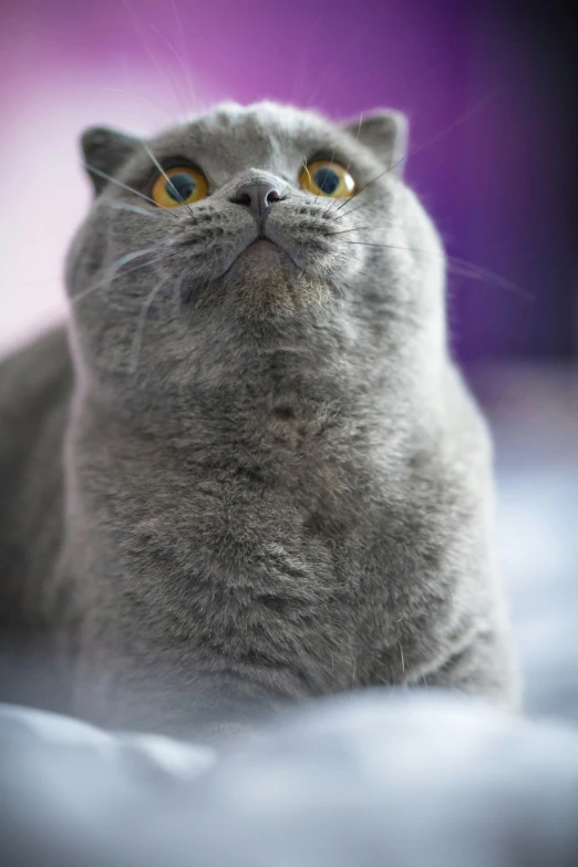 a close up of a cat laying on a bed, pexels contest winner, arabesque, looking surprised, blue gray, extremely plump, looking upwards