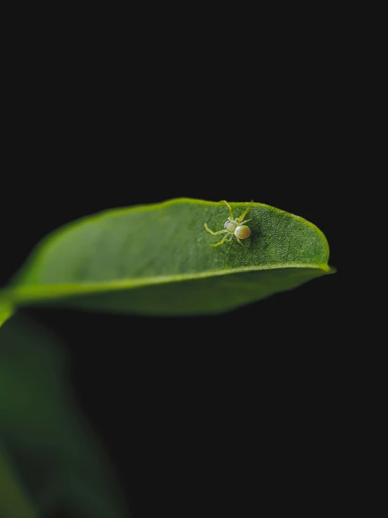 a bug sitting on top of a green leaf, by Elsa Bleda, small, lemon, low-light photograph, miniature animal