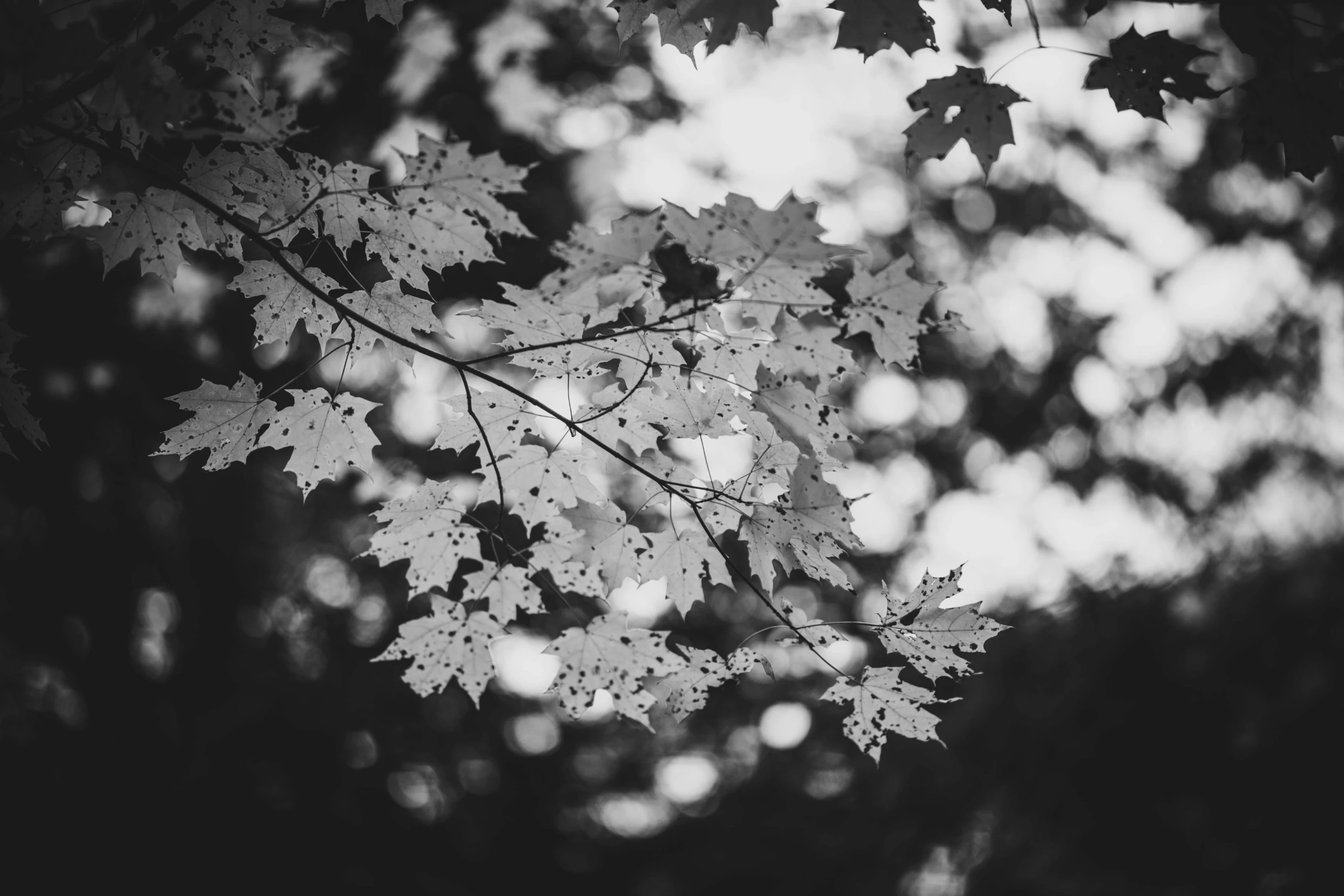 a black and white photo of leaves on a tree, by Emma Andijewska, unsplash, maple syrup highlights, late summer evening, brittney lee, 2 5 6 x 2 5 6