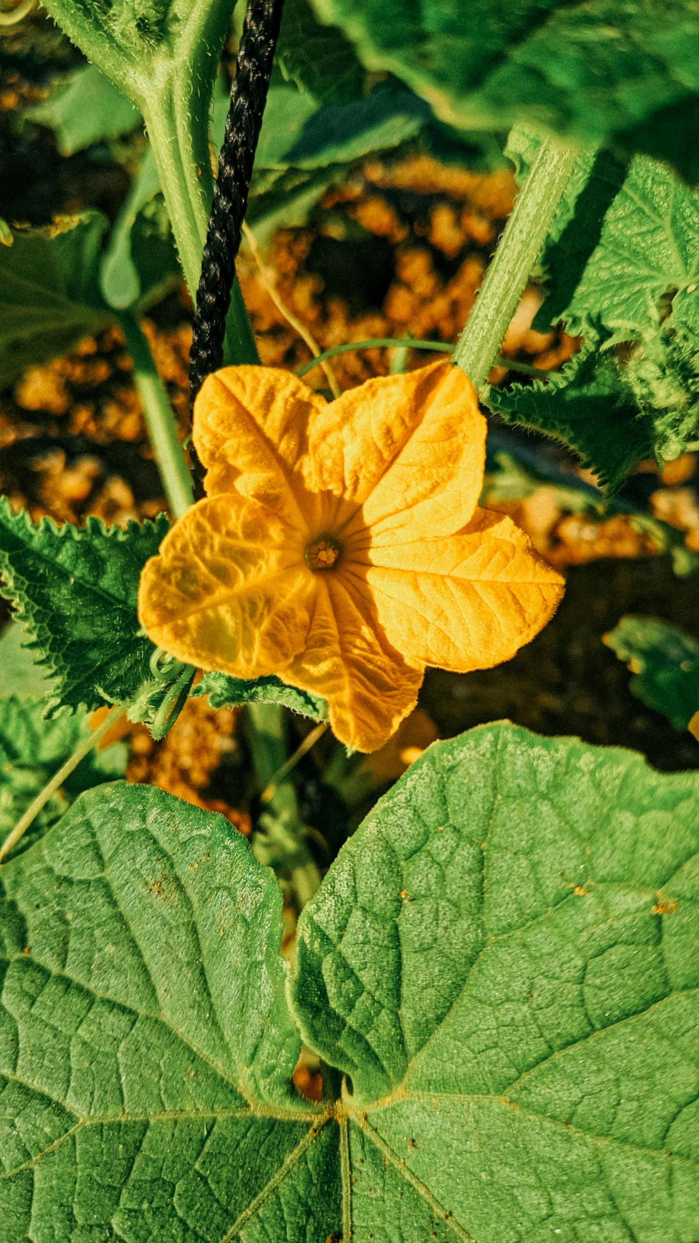 a close up of a flower on a plant, gourd, ready to eat, instagram post, a high angle shot