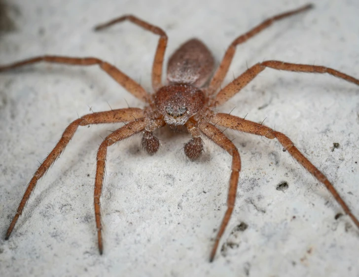 a brown spider sitting on top of a white surface, pexels contest winner, hurufiyya, mid 2 0's female, grey, spider legs large, reddish