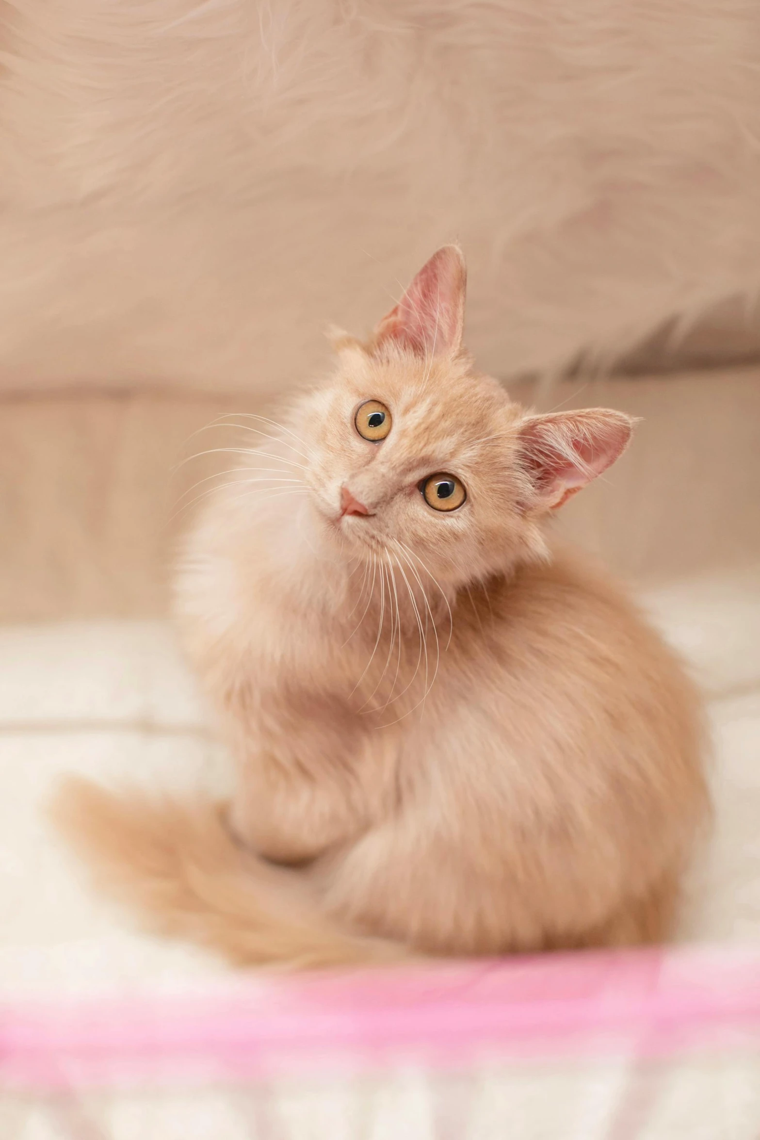 a small orange kitten sitting on top of a bed, pale pointed ears, doing a majestic pose, jen atkin, high quality upload