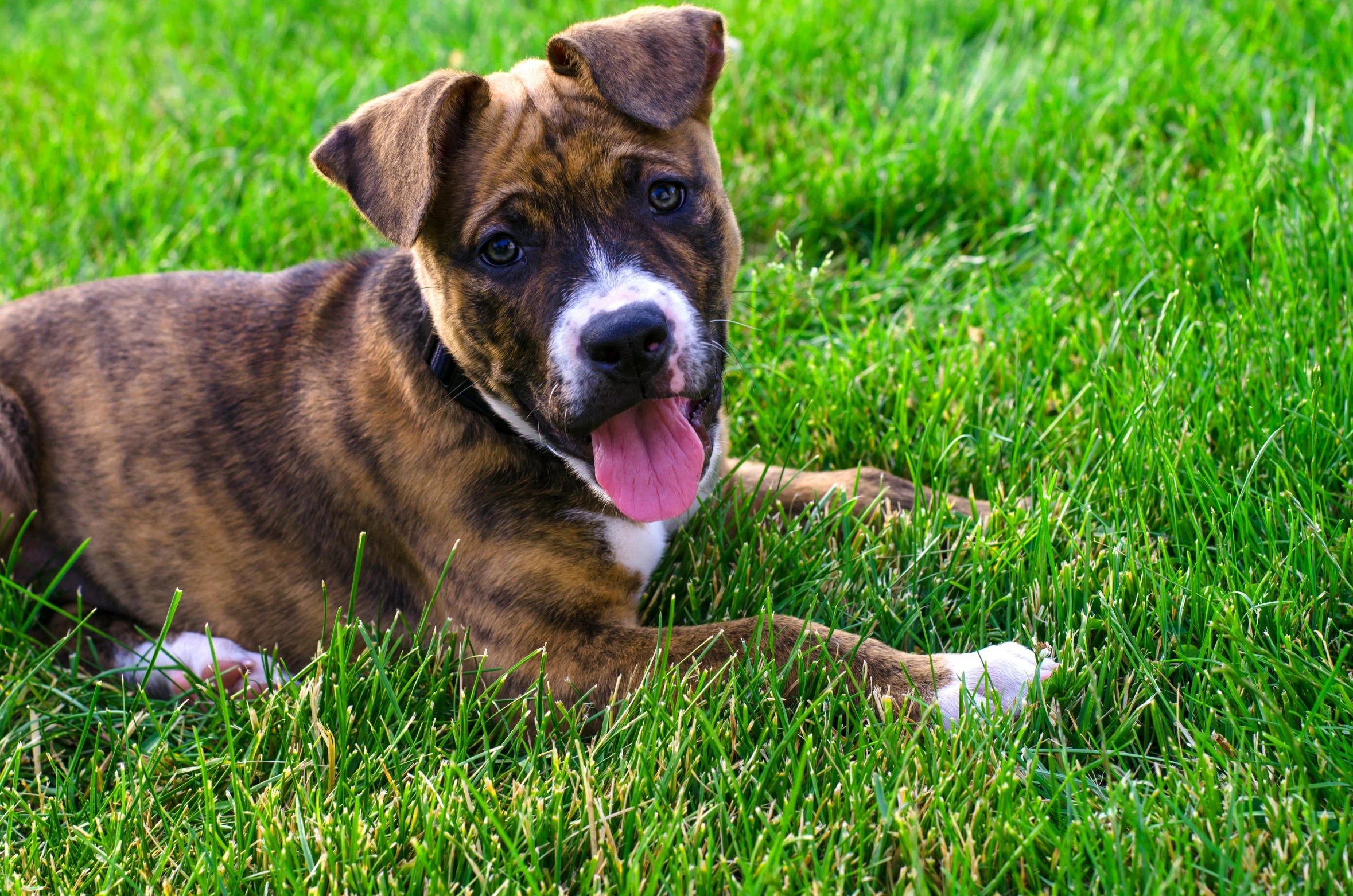 a brown and white dog laying in the grass, renaissance, holding a boxer puppy, bright sunny day, mixed animal, pits