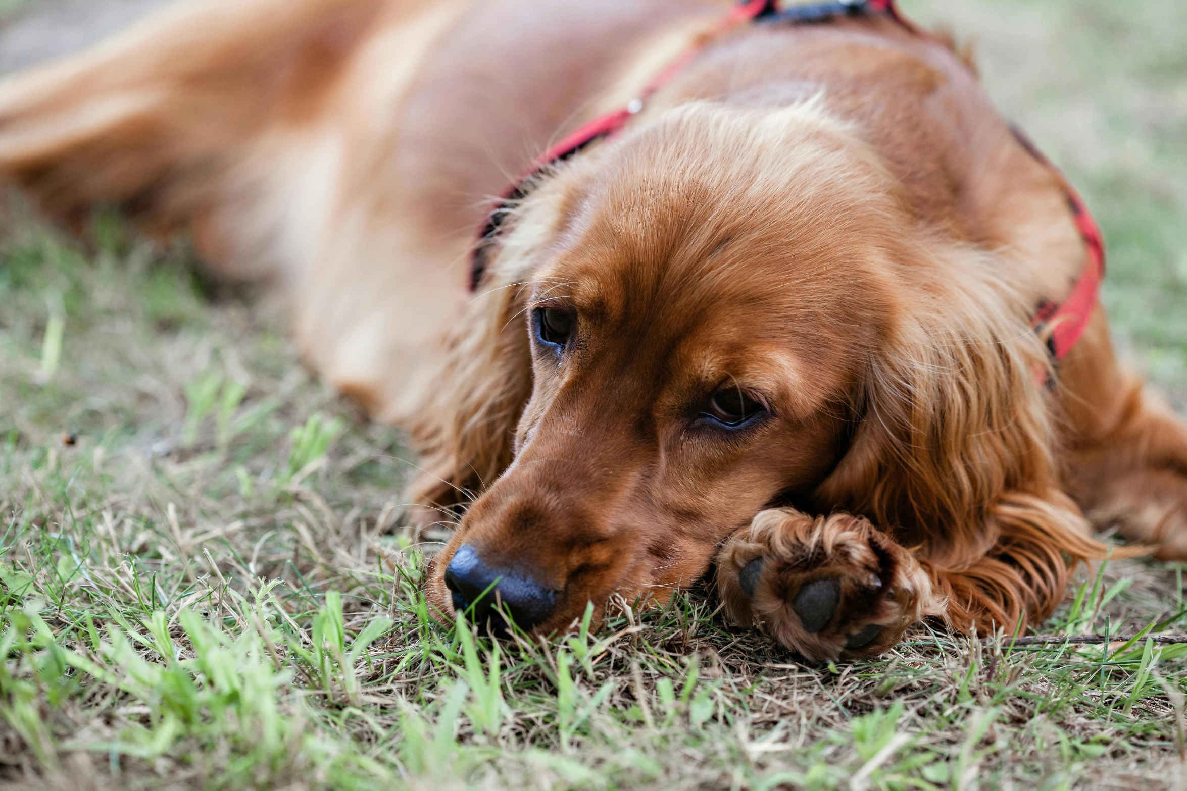 a close - up of a brown dog laying in the grass