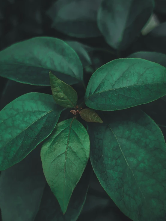 a close up of a plant with green leaves, an album cover, inspired by Elsa Bleda, trending on pexels, renaissance, dark, plant sap, multiple stories, background image