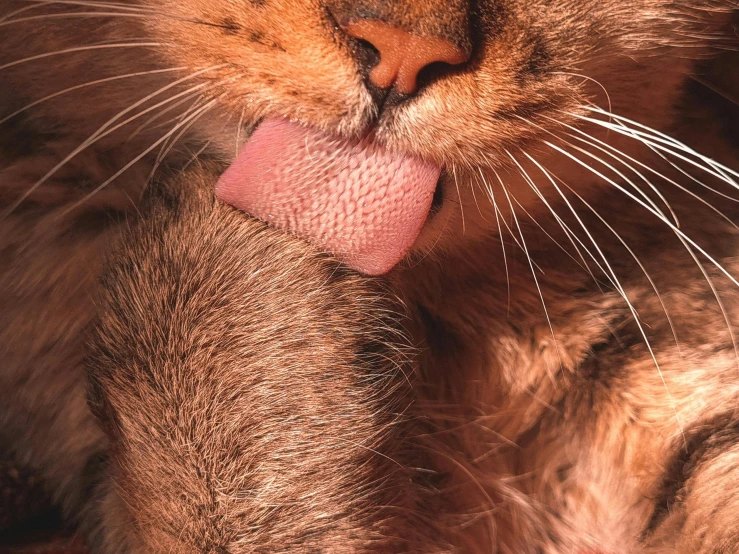 a close up of a cat with its tongue out, a macro photograph, by Emma Andijewska, trending on pexels, pink, unclipped fingernails, language, about to consume you