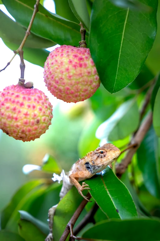 a close up of a fruit on a tree, pastry lizard, next to a plant, puffballs, pink