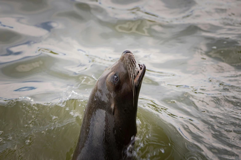 a close up of a seal in the water