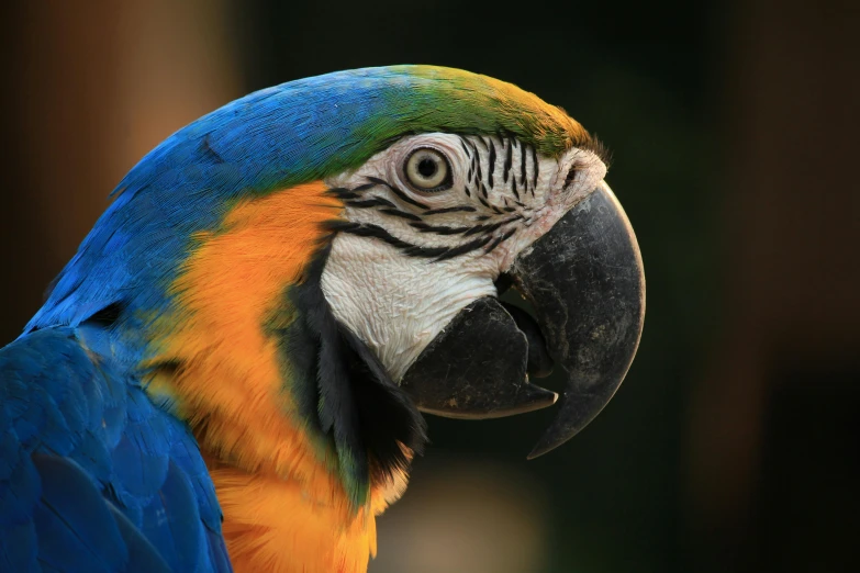 a close up of a parrot's face with a blurry background, pexels contest winner, blue arara, multi - coloured, a wooden, today\'s featured photograph 4k