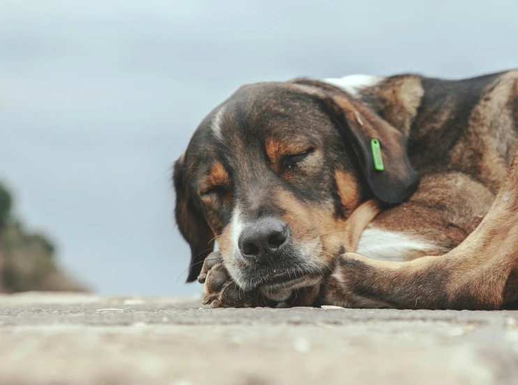 a dog that is laying down on the ground, gauged ears, asleep, top selection on unsplash, vorestation borg hound