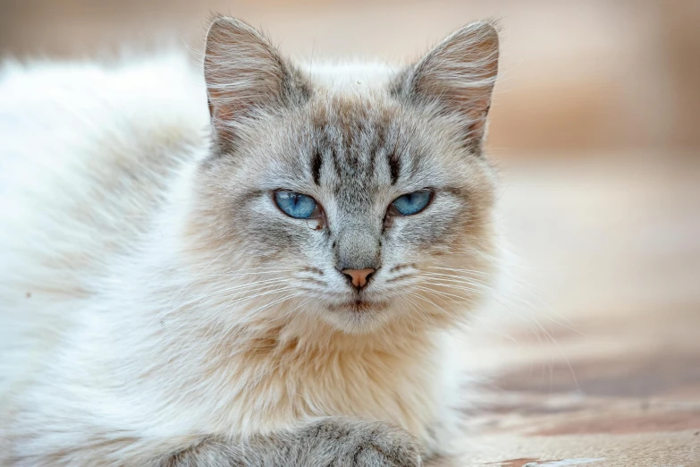 a close up of a cat with blue eyes, an album cover, by Gwen Barnard, trending on unsplash, renaissance, slightly tanned, blue and grey, regal pose, pale - skinned