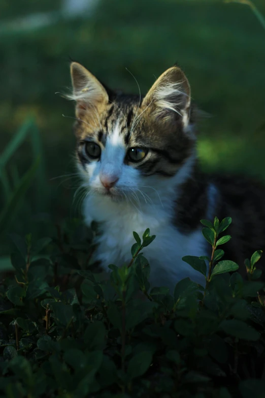 a cat that is sitting in the grass, flickr, dramatic lighting - n 9, portrait of a small, amongst foliage, high quality image