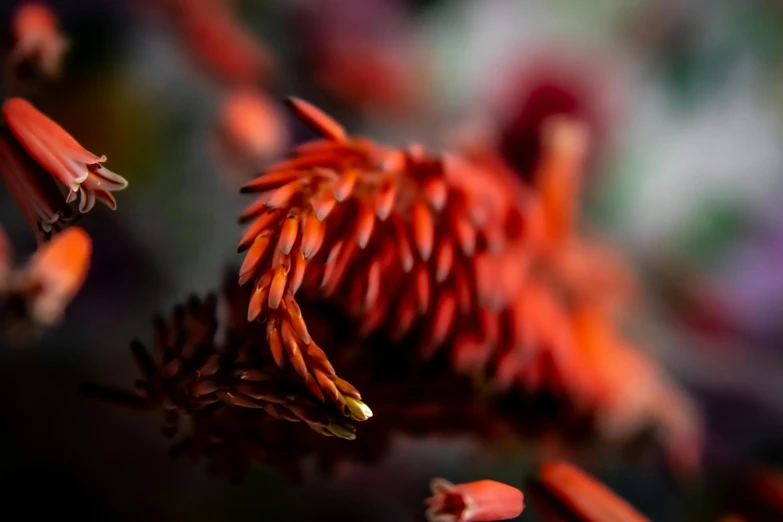 a close up of a bunch of red flowers, a macro photograph, by Gwen Barnard, pexels contest winner, hurufiyya, spiky tentacles, warm colors--seed 1242253951, shot on sony a 7 iii, corals