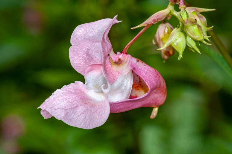 a close up of a pink flower on a stem, inspired by Richard Doyle, unsplash, art nouveau, salvia droid, moth orchids, pareidolia, bells