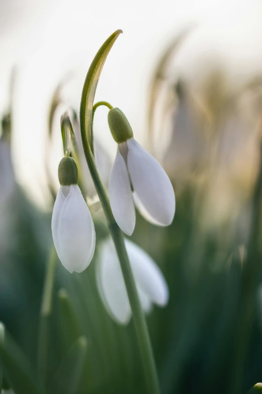 a group of snowdrops that are standing in the grass, a macro photograph, by Jan Tengnagel, trending on unsplash, soft light - n 9, hanging, medium format. soft light, beautiful smooth oval head