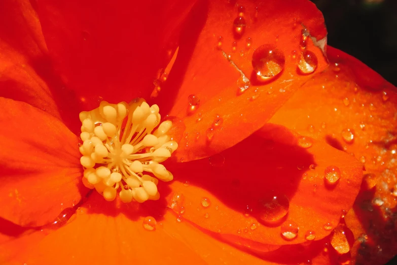 an orange flower with water droplets on it, a macro photograph, by David Simpson, unsplash contest winner, red, manuka, promo image, a high angle shot