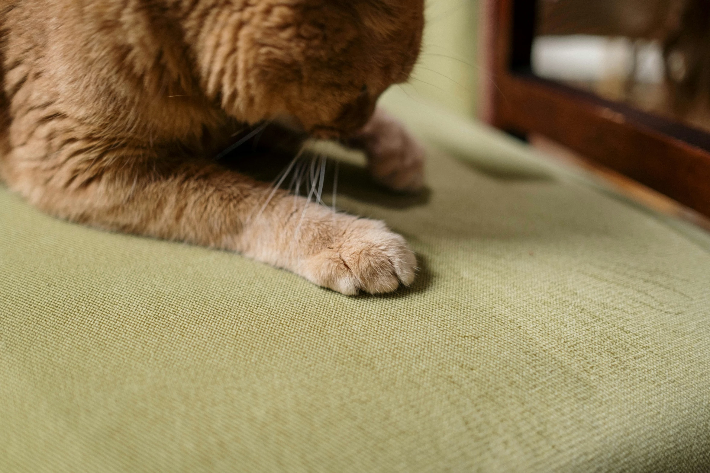 an orange cat sitting on top of a green chair, inspired by George Stubbs, unsplash, detailed close foot shot, sage green, covered in dust, lined in cotton