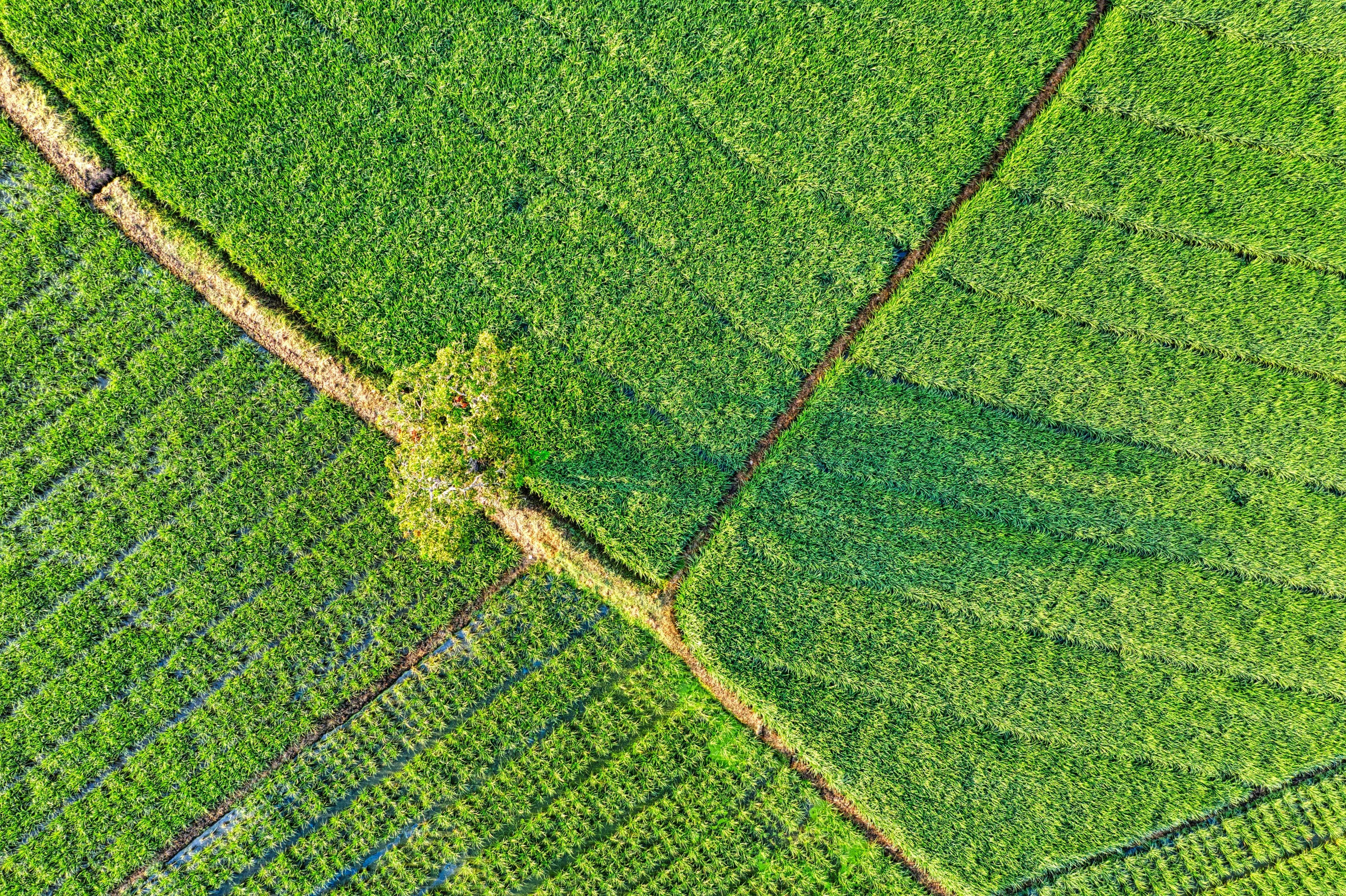 a tree in the middle of a green field, by Julian Allen, pexels, land art, square lines, vietnam, high angle close up shot, corn