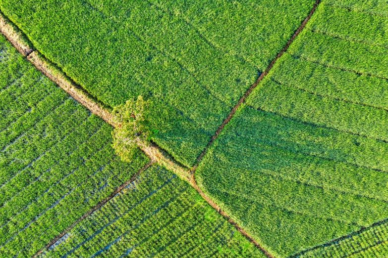 a tree in the middle of a green field, by Julian Allen, pexels, land art, square lines, vietnam, high angle close up shot, corn