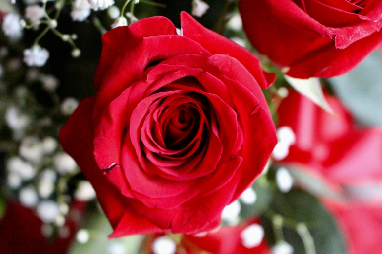 a vase filled with red roses and baby's breath, up-close, award - winning, up close, neck zoomed in