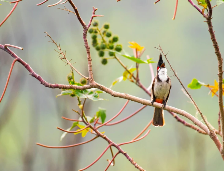 a small bird sitting on top of a tree branch, by Basuki Abdullah, pexels contest winner, hurufiyya, red brown and white color scheme, nuttavut baiphowongse, afar, panels