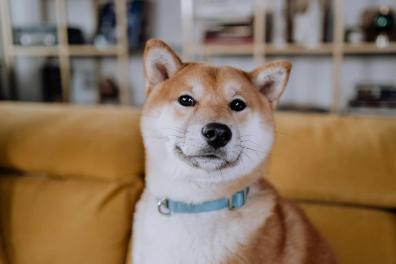 a close up of a dog sitting on a couch, inspired by Shiba Kōkan, trending on pexels, sōsaku hanga, awkward smile, round portruding chin, holo, watch photo