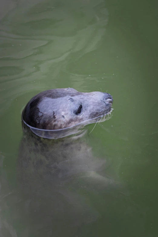 a seal swimming in a body of water, face in water, in a pond