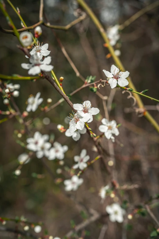 a branch of a tree with white flowers, a portrait, trending on unsplash, paul barson, manuka, winter vibrancy, brown