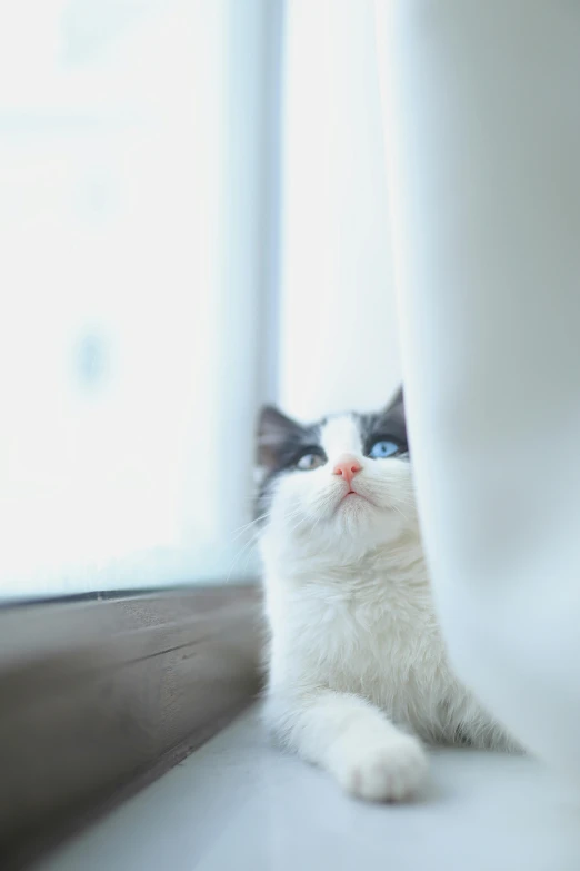 a black and white cat sitting on a window sill, a picture, unsplash, minimalism, pastel blue eyes, thoughtful ), fluffy'', sittin