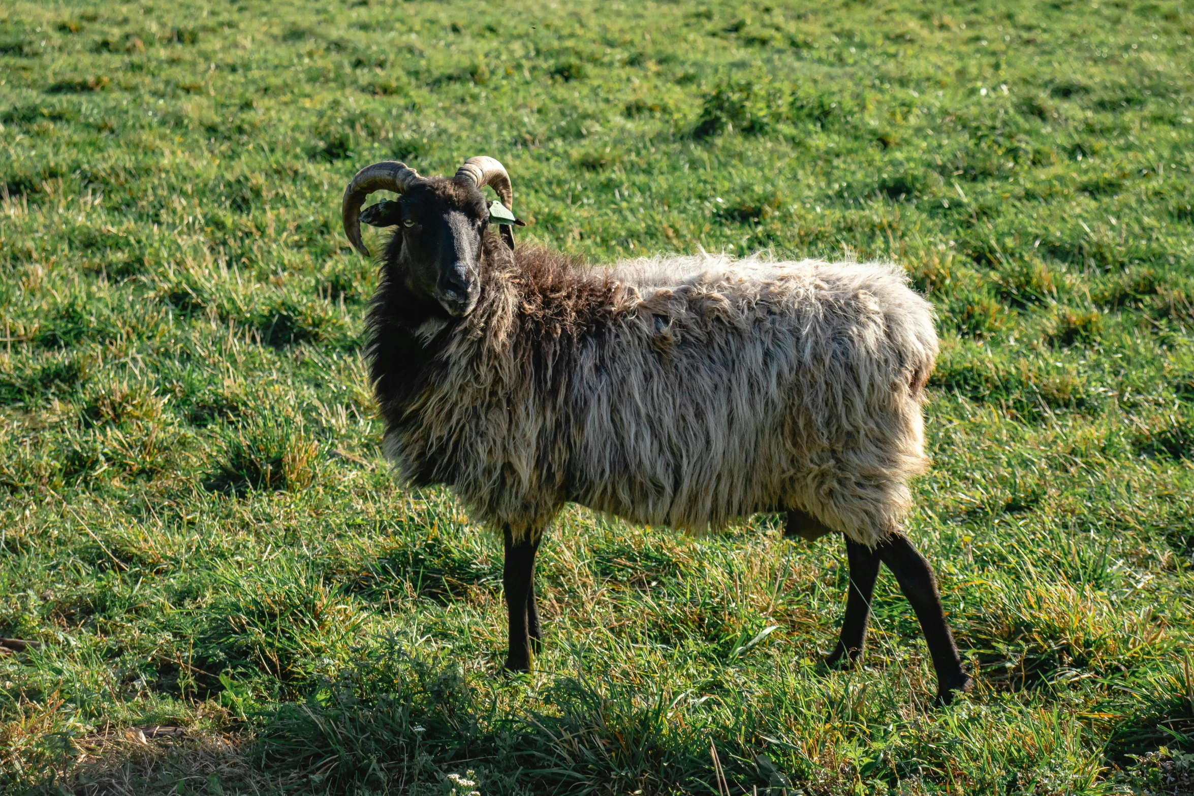 a sheep in a field staring at the camera