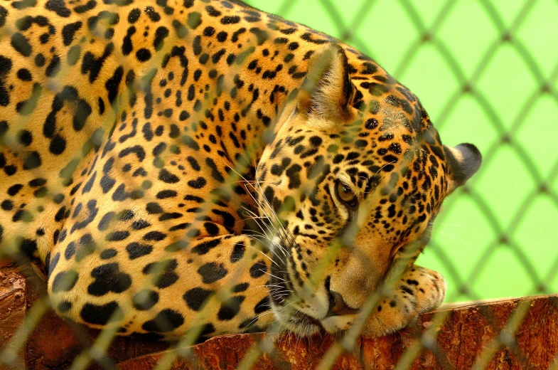 a close up of a leopard behind a chain link fence, looking tired, peruvian looking, liquid gold, music video