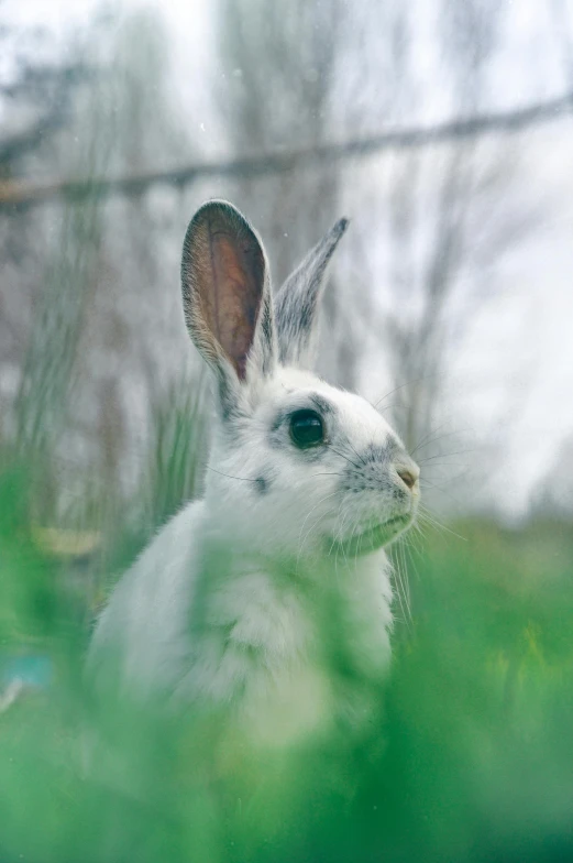 a white rabbit sitting on top of a lush green field, close - up of face, multiple stories, photograph