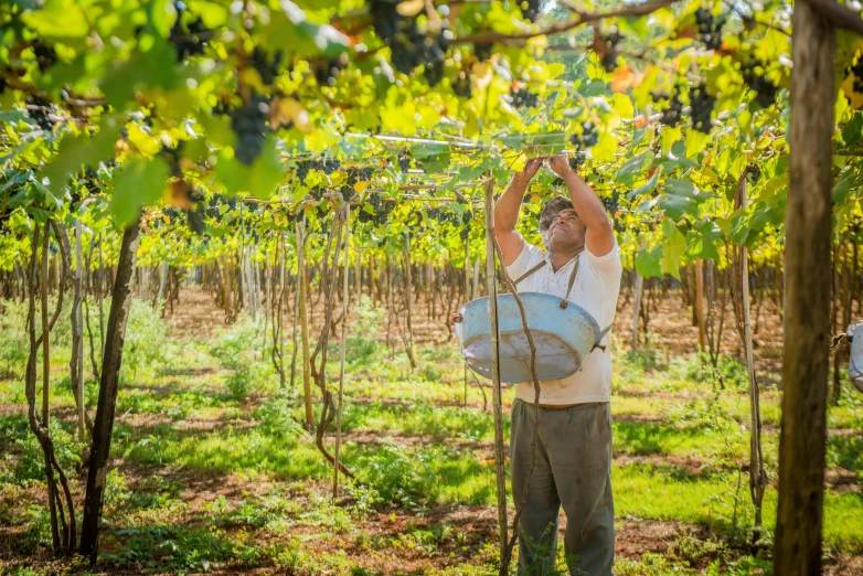 a man that is standing in the grass, large vines, carrying a tray, icaro carvalho, grapes