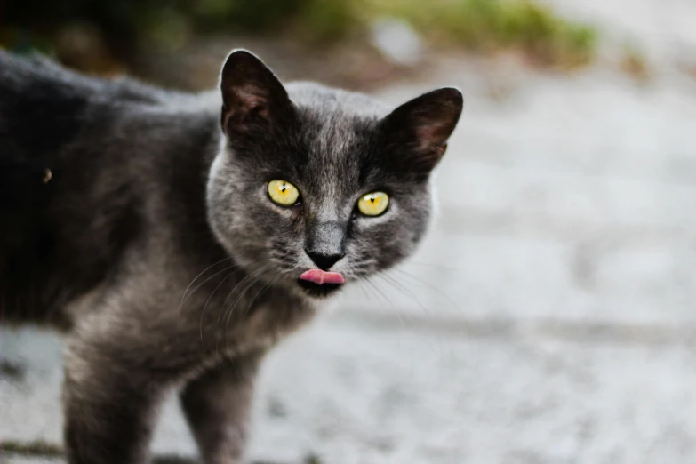 a gray cat with yellow eyes standing on a sidewalk, by Julia Pishtar, pexels contest winner, licking tongue, cat with a pearl earring, very smoky, ready to eat