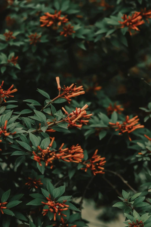 a bush of red flowers with green leaves, inspired by Elsa Bleda, trending on unsplash, orange, forested, honeysuckle, low quality photo