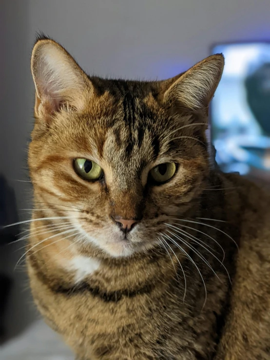 a cat sitting on a bed in front of a tv, unsplash, photorealism, closeup of the face, wise forehead, taken in the late 2000s, portrait of garfield