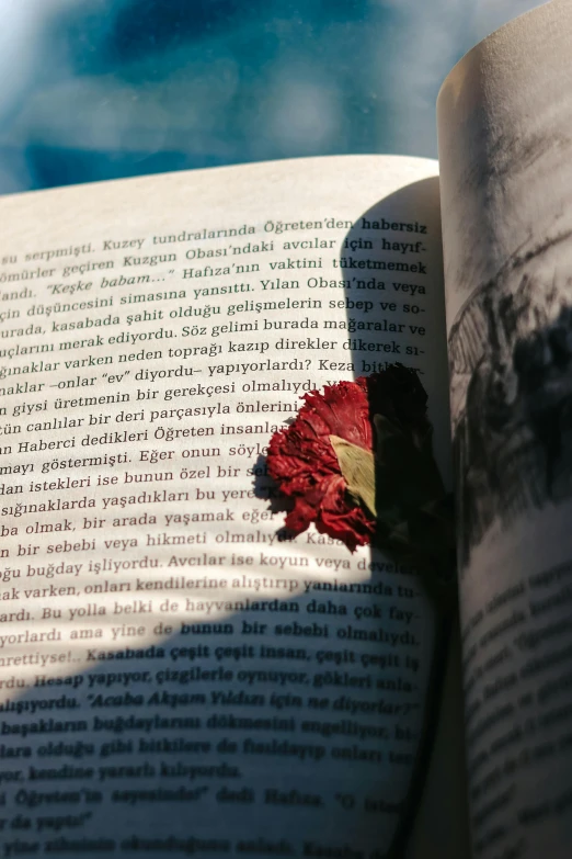 a close up of an open book with a flower on it, pexels contest winner, romanticism, strong sunlight, profile image, words, crimson themed