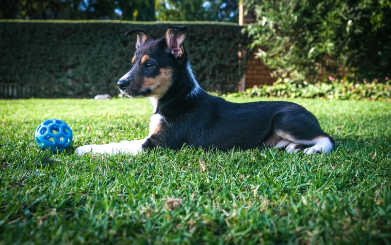 a dog laying in the grass with a blue ball, by Julia Pishtar, pexels contest winner, aussie, looking to the right, gardening, - photorealistic