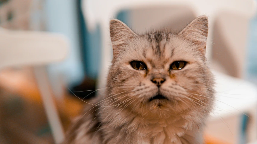 a close up of a cat sitting on a chair, a portrait, trending on unsplash, white hairs, pouting, high quality photo, wide eyed