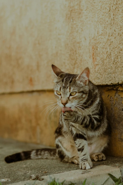 a cat sitting on the ground next to a wall, unsplash, concerned expression, brown, slightly pixelated, old male