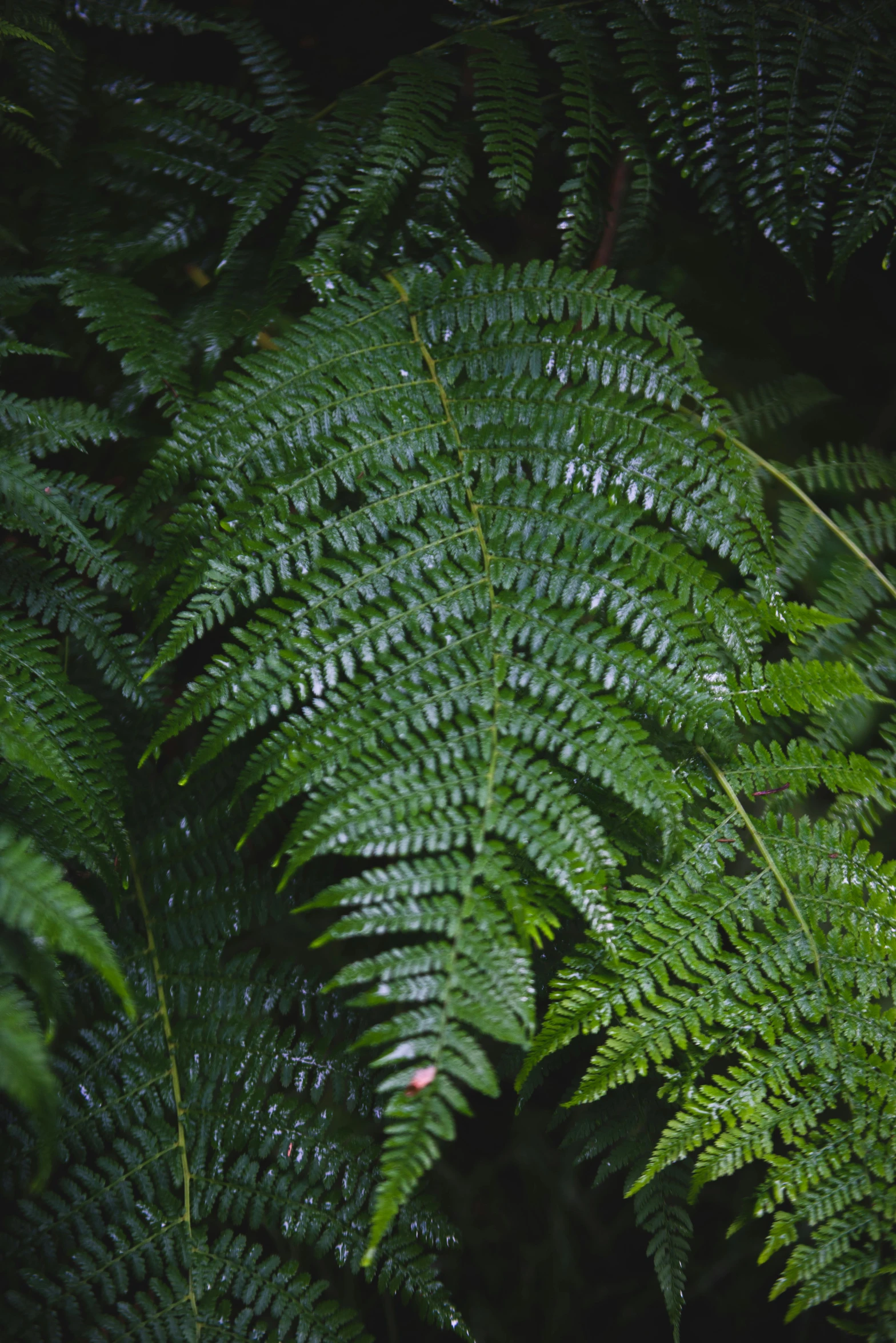 a red fire hydrant sitting in the middle of a lush green forest, by Robert Brackman, hurufiyya, overgrown with huge ferns, zoomed out to show entire image, plant specimens, black fir