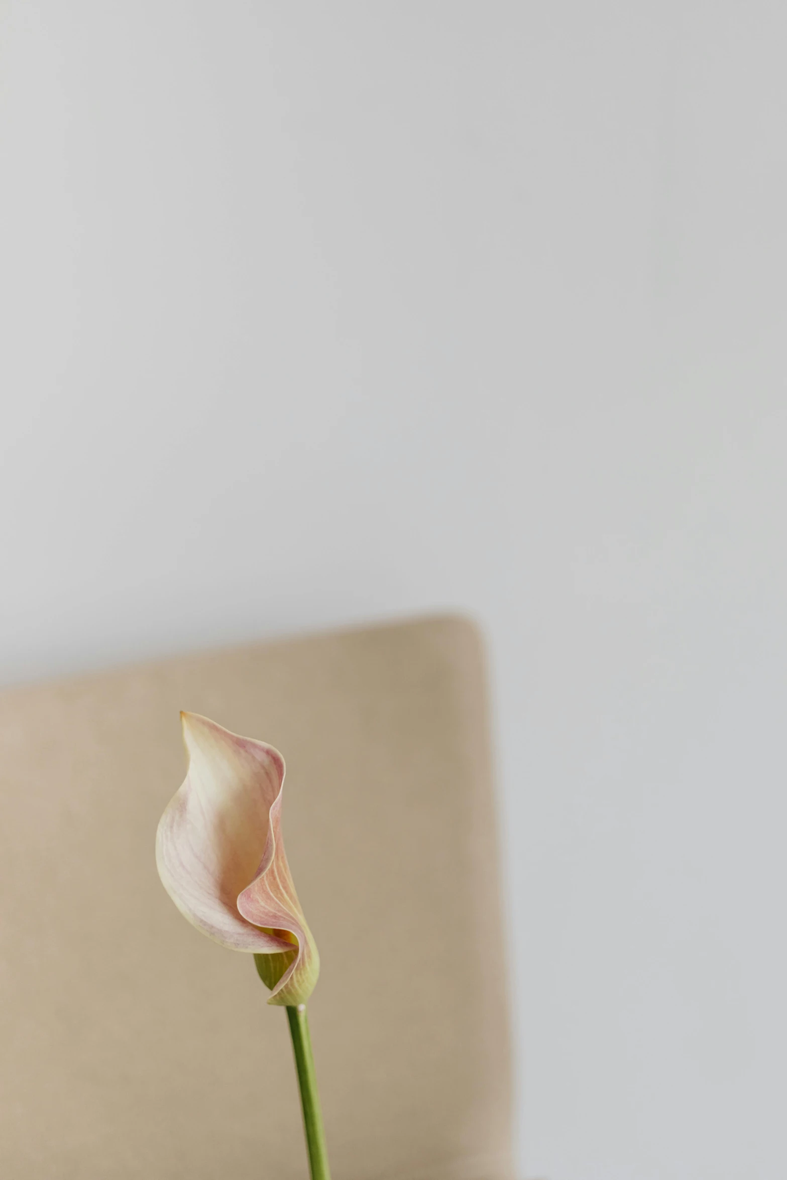 a close up of a flower in a vase on a table, by Carey Morris, postminimalism, square nose, 4k serene, made of silk paper, modern minimalist f 2 0