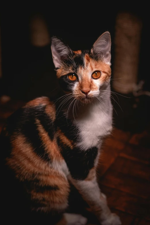 a calico cat sitting on a wooden floor, a portrait, pexels contest winner, captured in low light, portrait of tall, photo of a beautiful, low iso