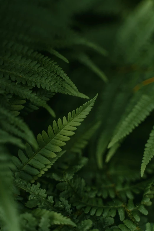 a close up of a plant with green leaves, ferns, alessio albi, shot with premium dslr camera, low light