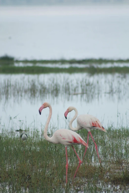 a couple of flamingos standing on top of a lush green field, hurufiyya, mamou - mani, flooding, february)